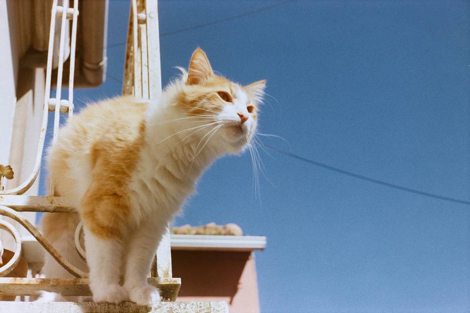 Credits: rivermantis (Lomography Color Negative ISO 100), tinmaneyes (LomoChrome Classicolor ISO 200), helgiforest (LomoChrome Color ’92 Sun-kissed ISO 400), & francislee (Lomography Color Negative ISO 800)