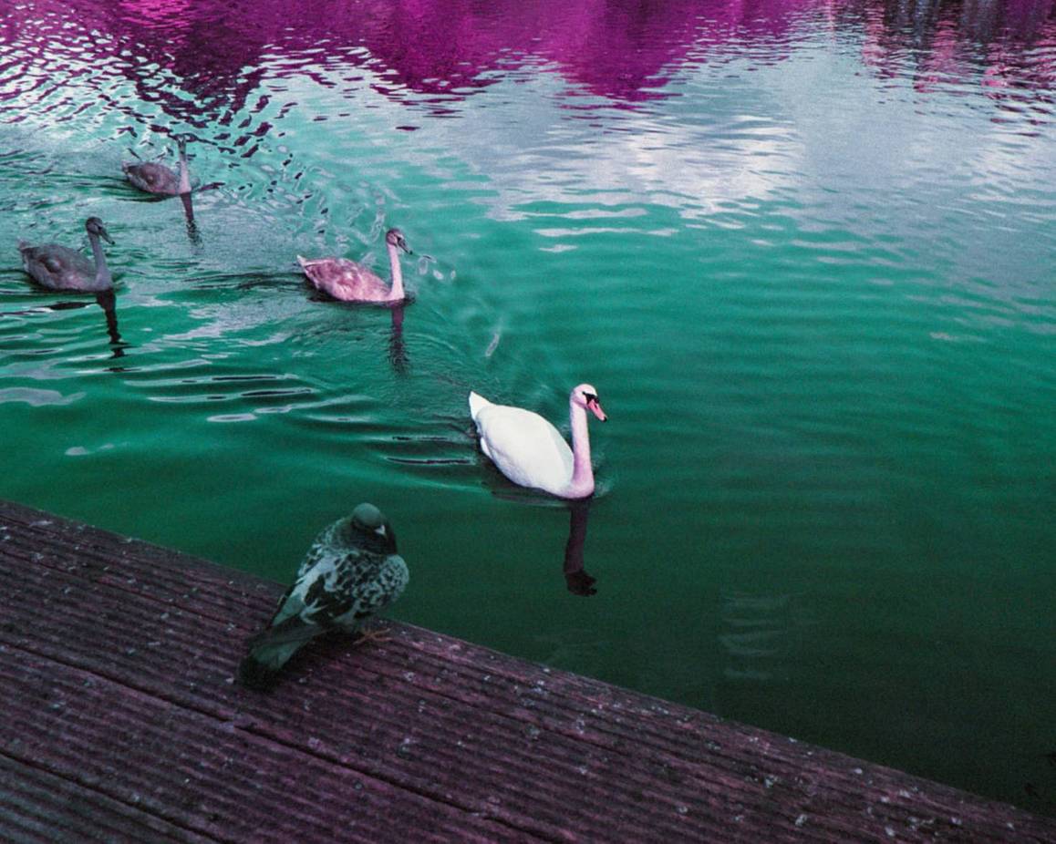 © Alia Romagnoli| LomoChrome Purple 120