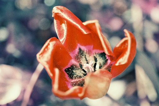 Intricate Flower Close-Ups Taken With a Dental Camera