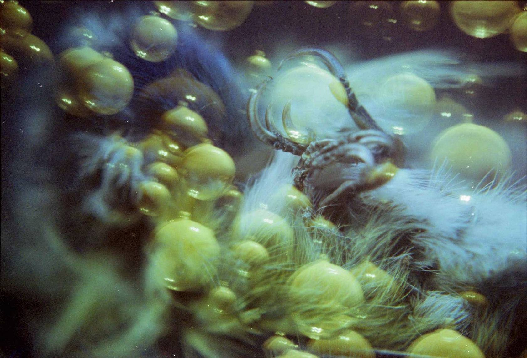 An Analogue and Artistic Walkthrough on Double Exposures · Lomography