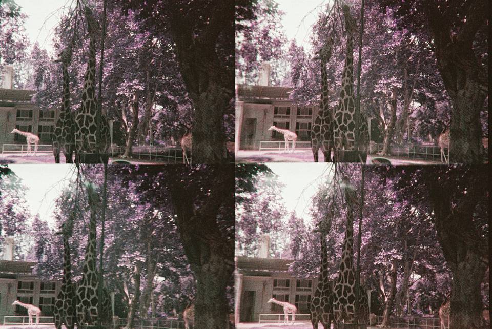 ActionSampler Clear 四格胶片相机 + LomoChrome Purple ISO 100–400 135 紫调负片－ Pétillant 汽泡特別版