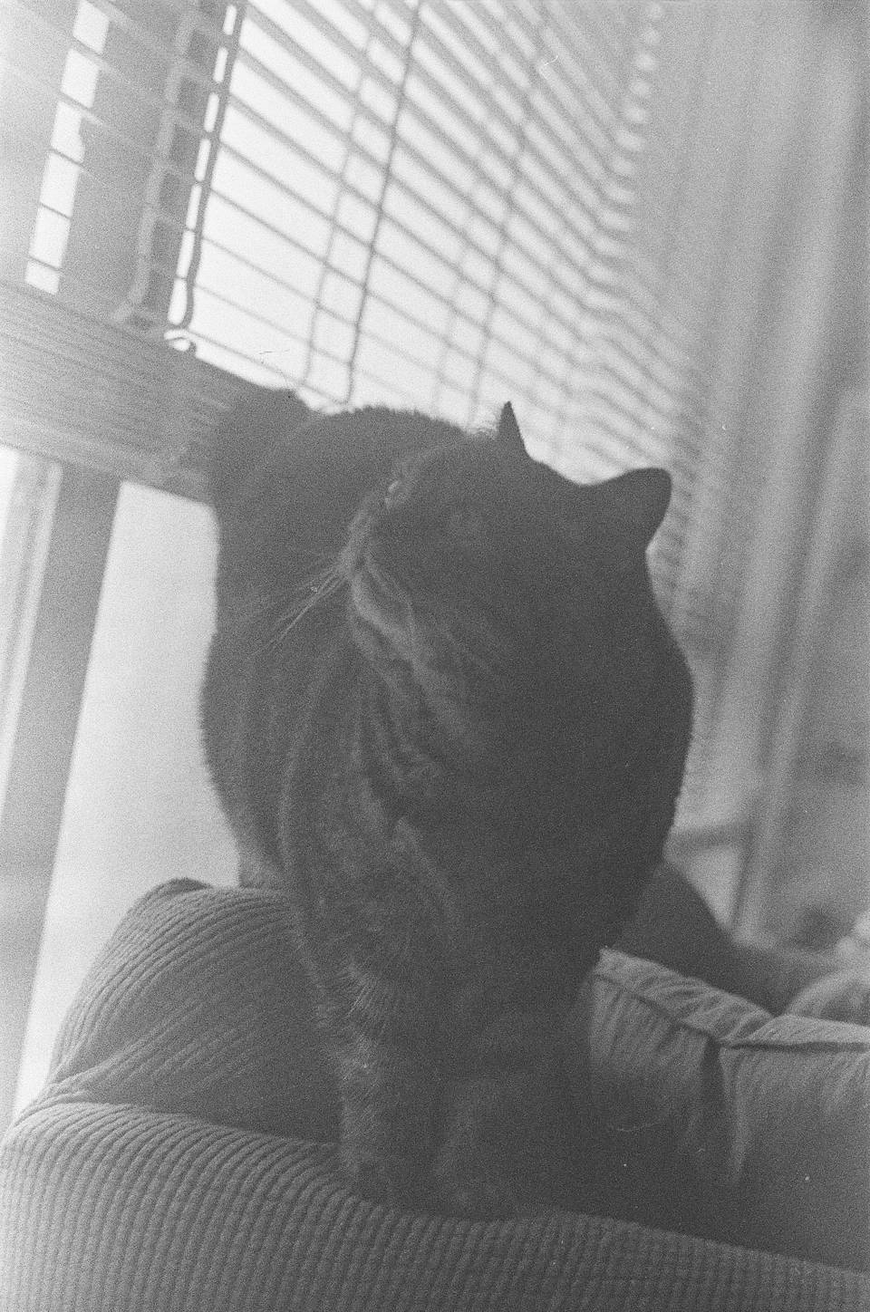 © 炉膛 |  Lomography B&amp;W ISO 400 Berlin Kino 135 柏林电影黑白胶卷