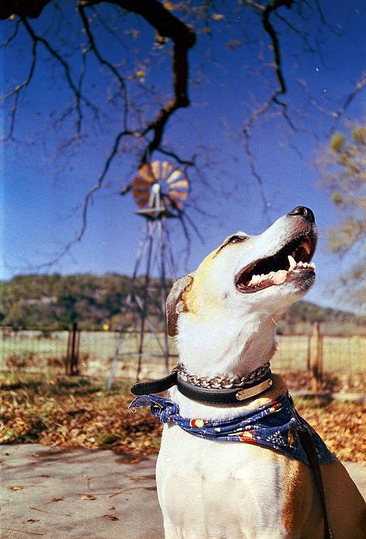 Photos by Nick Lopresti and Sarah Tucci on the Lomo MC-A