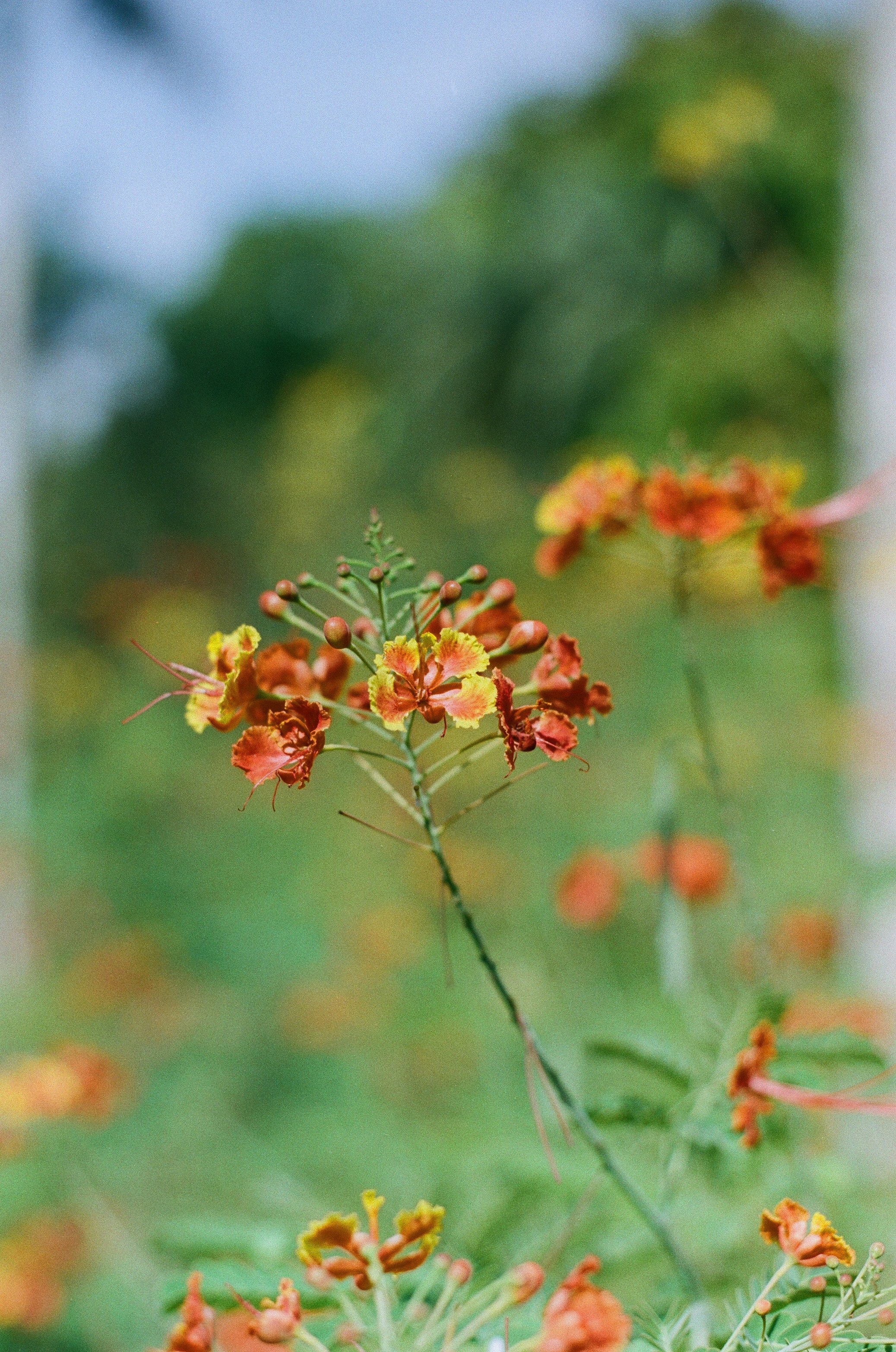 Flowers Don't Tell, They Show. — mlsmy · Lomography