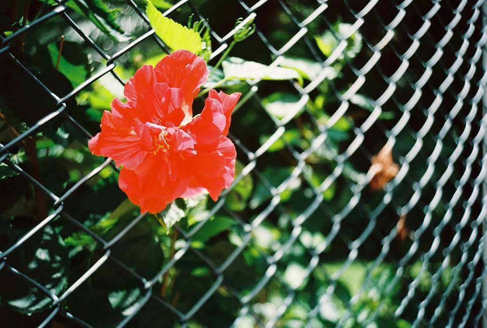 Photos by Lau Ming Chun and Charlotte Pelleray | Shot with Lomo MC-A 135 全自动随拍胶片相机
