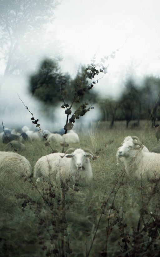 Mit dem LomoChrome Metropolis auf Wanderung - von Pia Reschberger