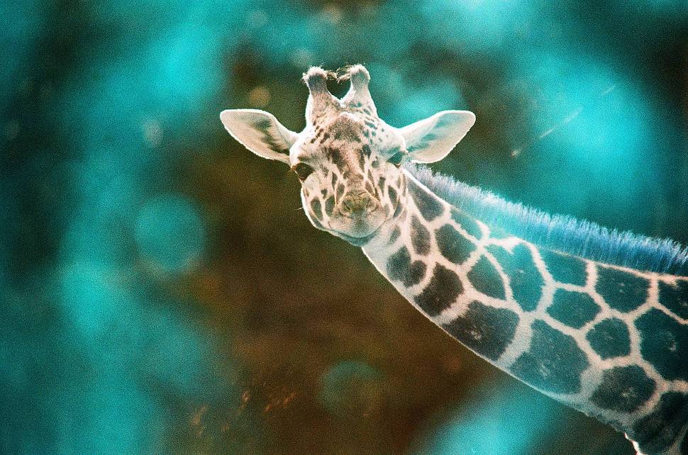 Credits: medium_quality_photos, zphil, duffman, fruchtzwerg_hh, rls &amp; hodachrome