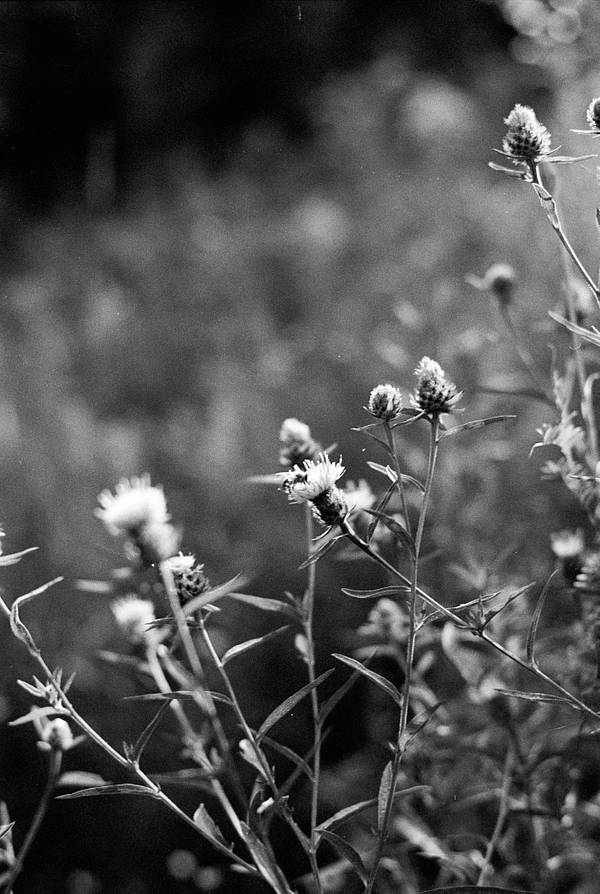 Photos using color filters with black &amp; white film by jeepeepou