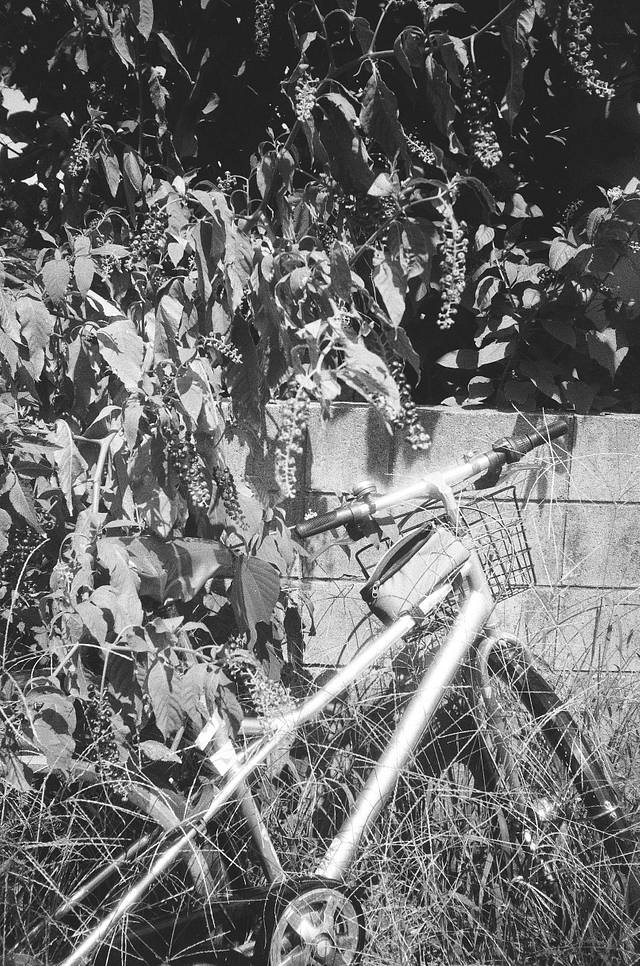 Photos by Misa Imai | Lomo MC-A 135 全自动随拍胶片相机 | Lomography B&amp;W Lady Grey ISO 100 135 黑白胶卷