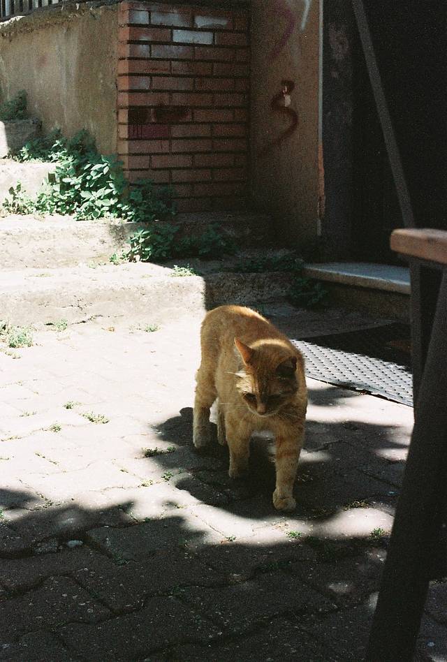 © 养乐多 &amp; 冇毛猫 | 使用 Lomography ISO 800 135 彩色负片胶卷拍摄