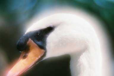 Lens: SMC-PENTAX 85mm F2.2 Soft · Lomography Lens: SMC-PENTAX 85mm F2.2 Soft · Lomography