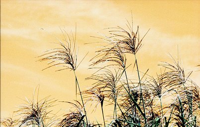 Lens: contax carl zeiss sonnar 135 mm f2,8 · Lomography