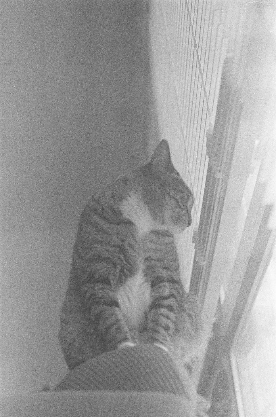 © 炉膛 |  Lomography B&amp;W ISO 400 Berlin Kino 135 柏林电影黑白胶卷