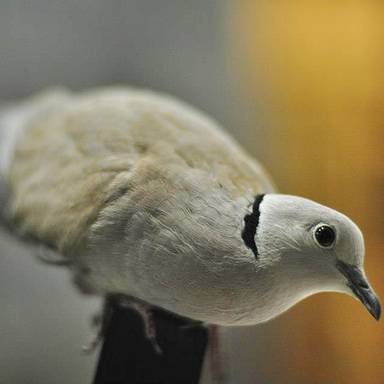 issymiharu