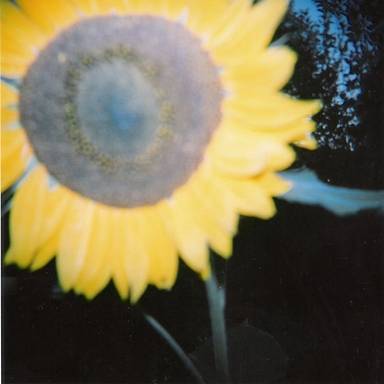 _lilas_