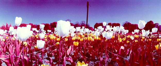 Camera: Widelux F8 · Lomography