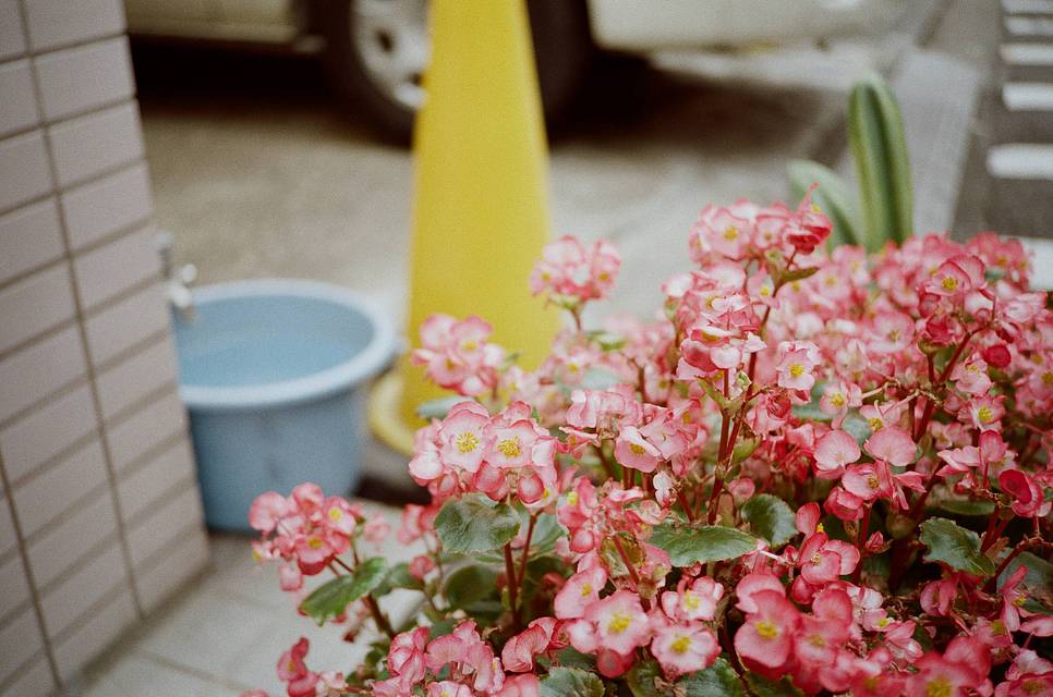 Photos by Masato Hirano, Lucia Tarozzo, Adrian Bilek, Nil Bibawy, Jayce Cheung, Echo Li, and Hannah Brown | Shot with Shot with Lomo MC-A 135 全自动随拍胶片相机