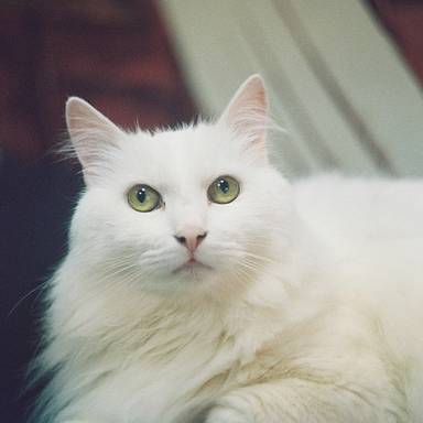 longcat