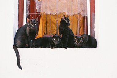 Camera: Konica Acom-1 · Lomography