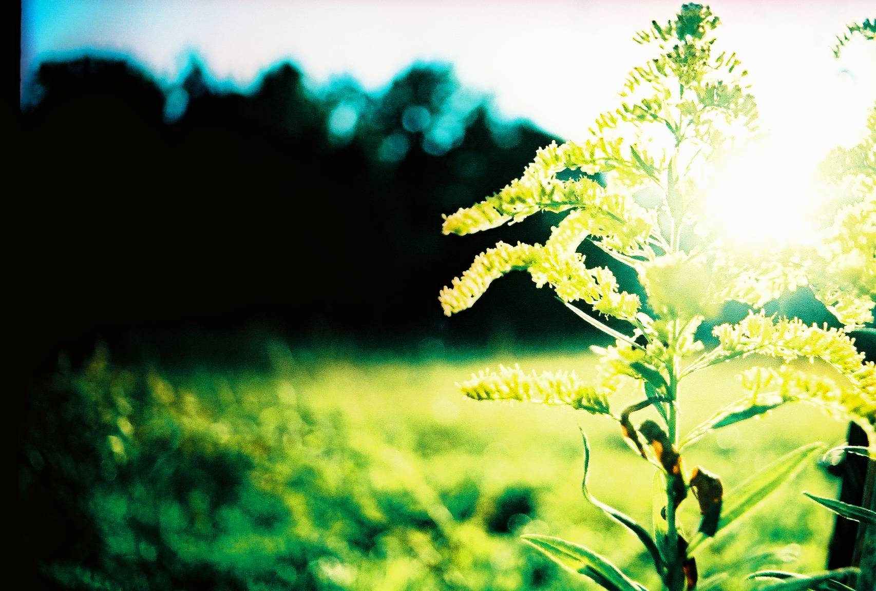 Fuji Velvia 50 35mm Color Slide: A Beginner's (Very) · Lomography