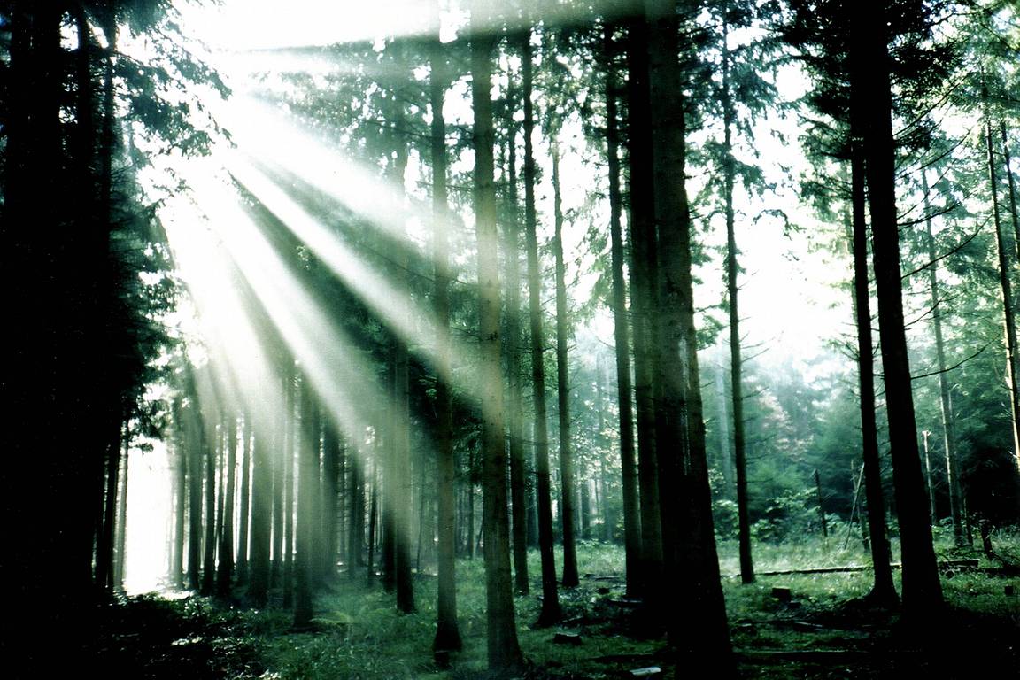 Into the Woods