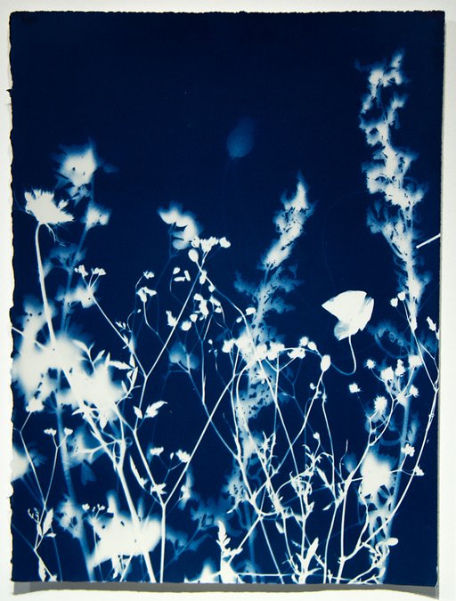 Cyanotypes of Claude Monet's Garden by Pipo Nguyen-duy
