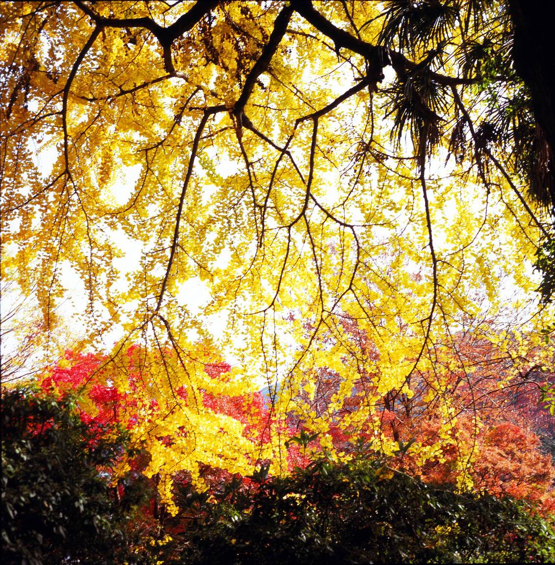 Objectif Rollei Planar 1,8/50 HFT – Très Bon état (272908)