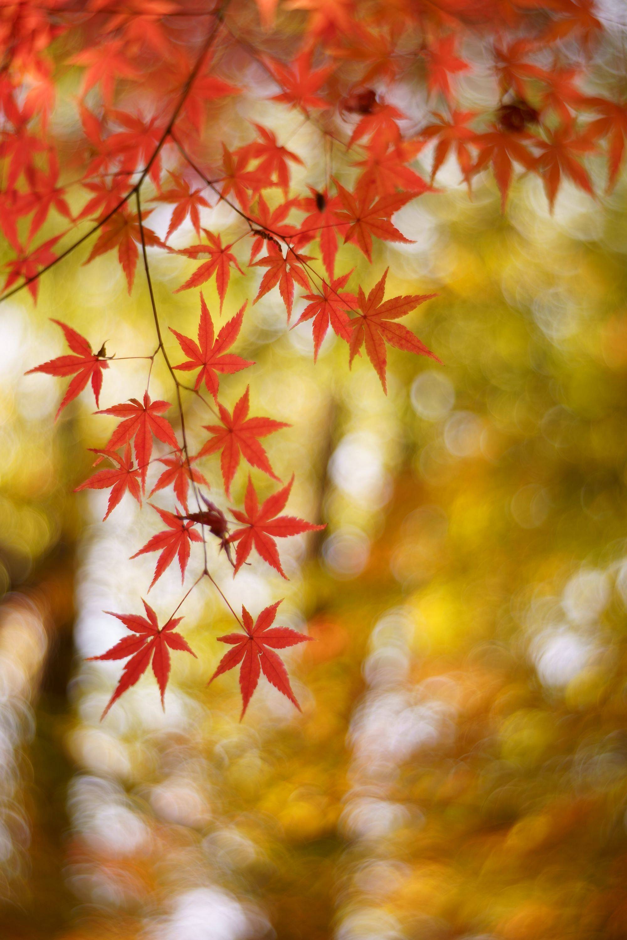 スタッフレビュー】『紅葉』を撮る with Petzval 58 & Daguerreotype