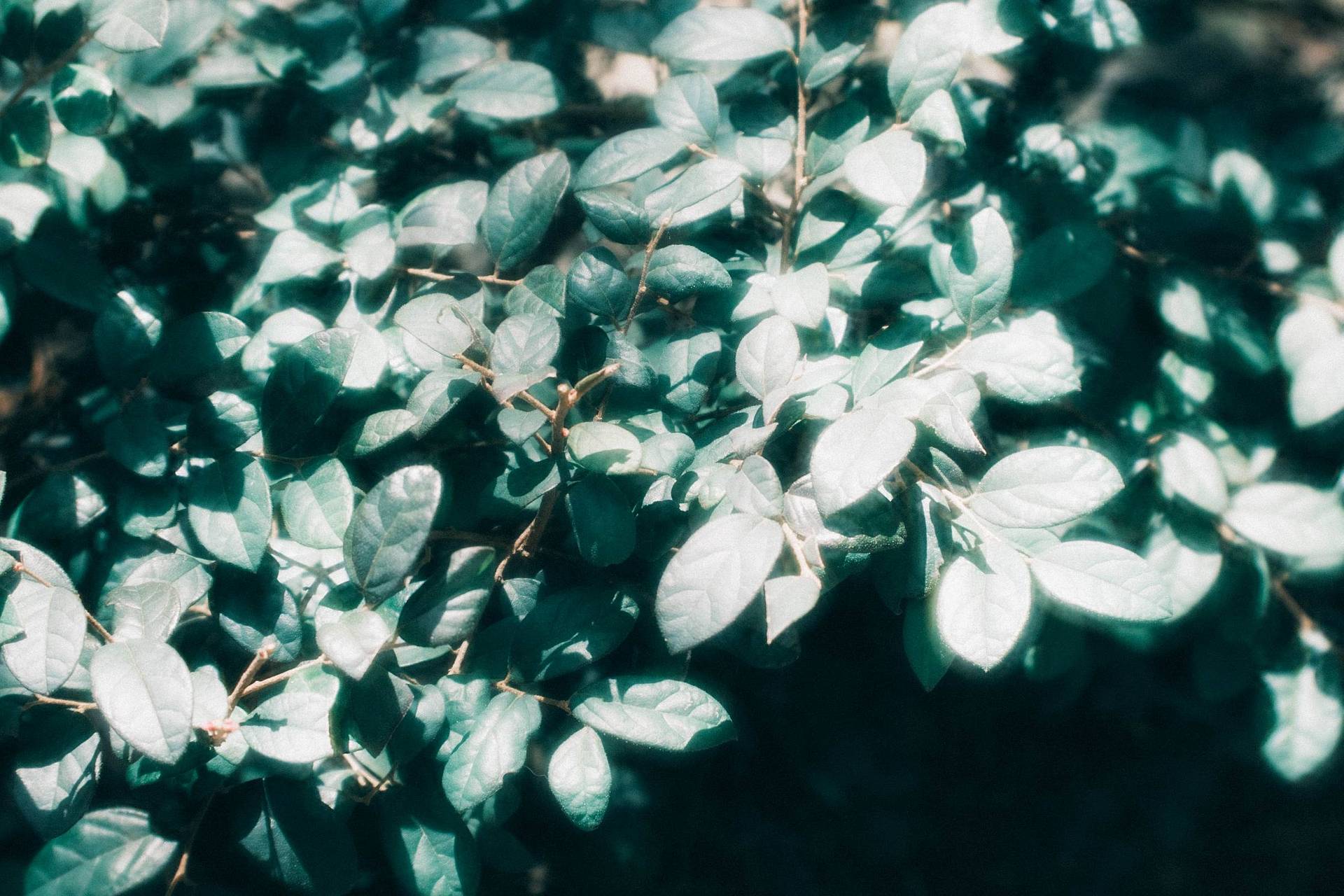 © libra_wong_ch | Daguerreotype Achromat 2.9/64 柔焦镜头