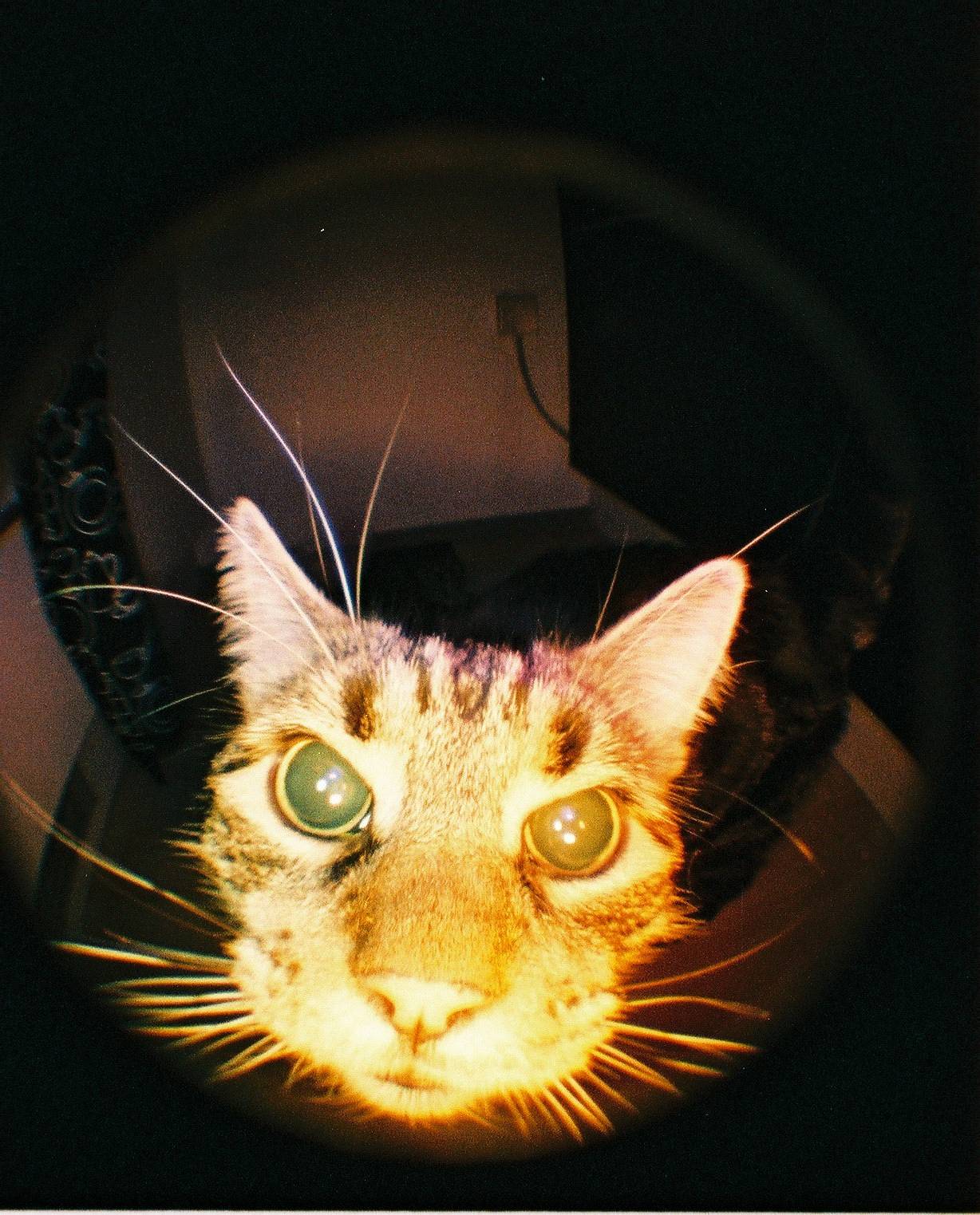Avvicinati ancora di più ai tuoi soggetti: grazie all'ampia profondità di campo della Fisheye Baby 110 potrai realizzare foto ancora più ravvicinate rispetto alla fotocamera Fisheye One o alla Fisheye No.2!