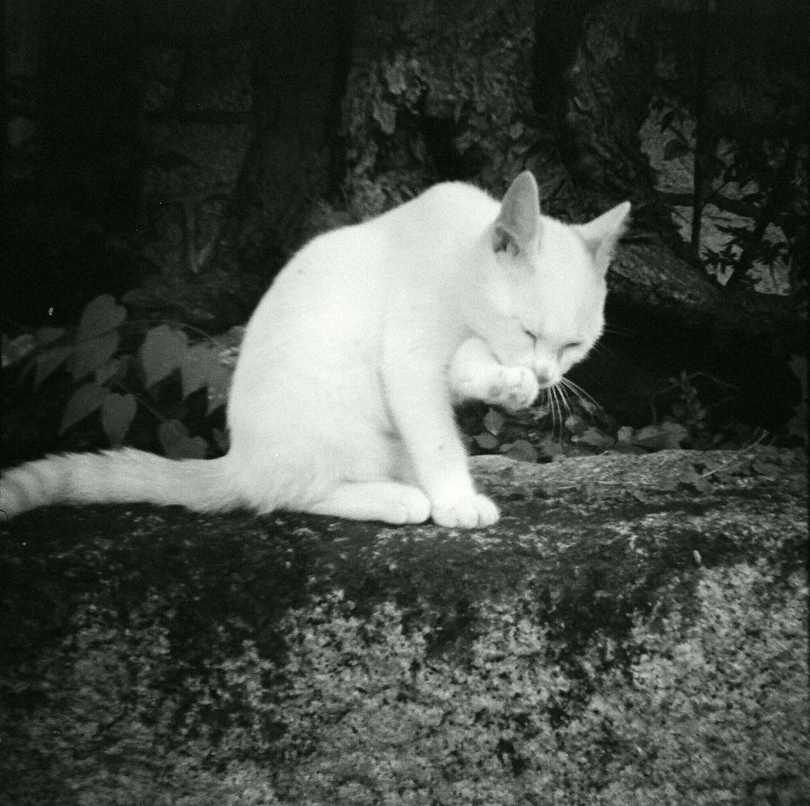 Diana Miniで撮影されたローファイな写真たち · Lomography