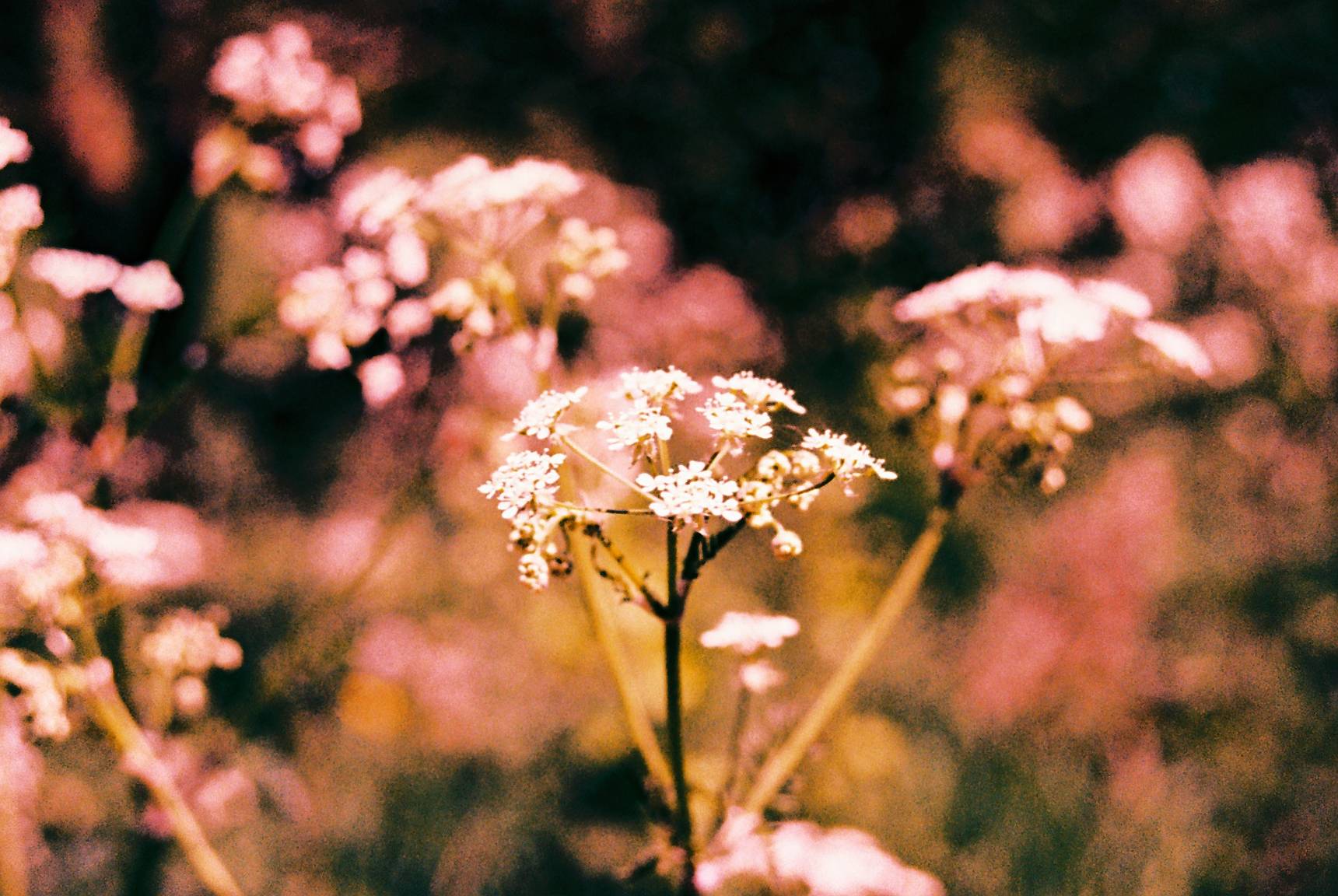 My New Love: Canon Eos 3000n and Its Perfect Bokeh · Lomography