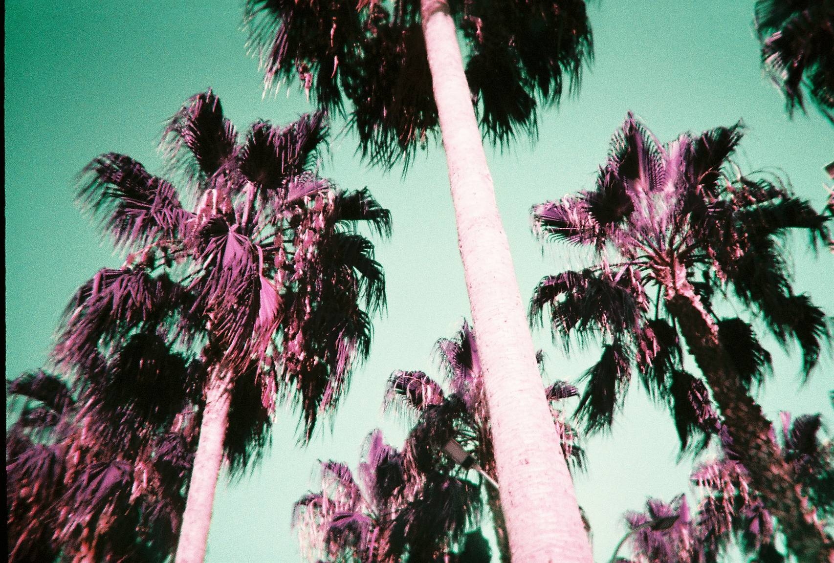 初めて LomoChrome Purpleを使う人へ · Lomography