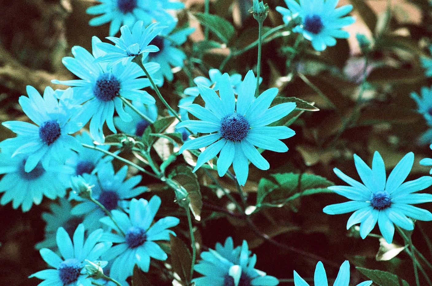 © Erin McConnell | LomoChrome Turquoise 35mm 绿松石胶卷