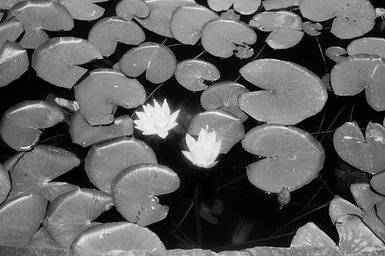 カメラ: Taron 35 · Lomography