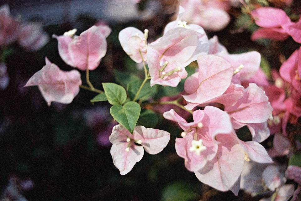 ©广州 Gagman ｜LomoChrome Classicolor ISO 200 135 经典版彩色负片