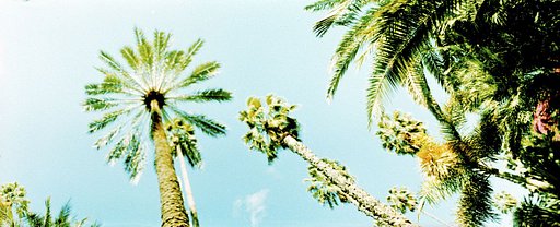 Jardine Majorelle