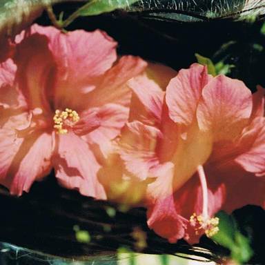 yuvs