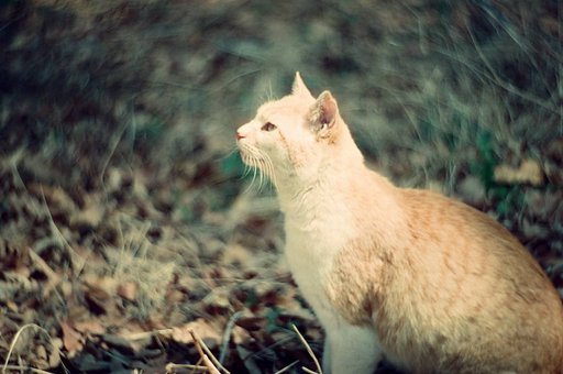 Community Amigos: 猫ロモグラファーnpkishi、Petzvalレンズで撮る