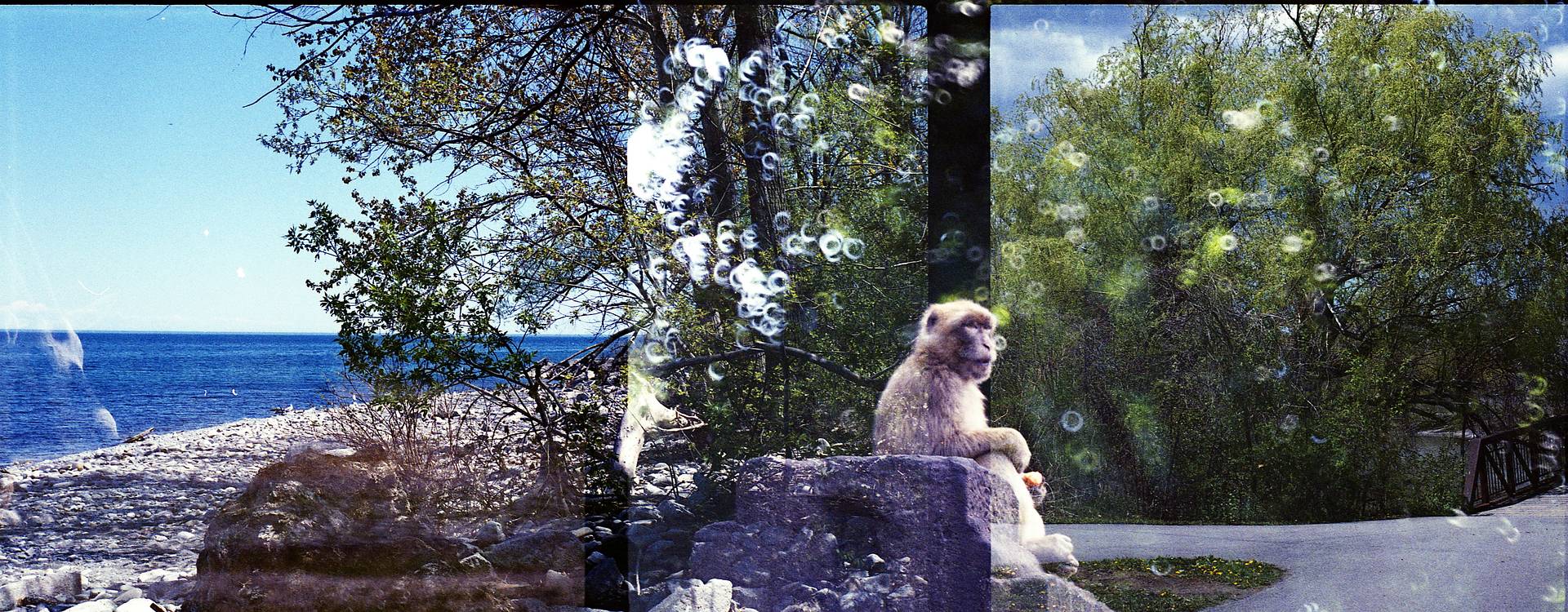 makethisadouble 其中一次的 Lomography 国际 film swap 活动