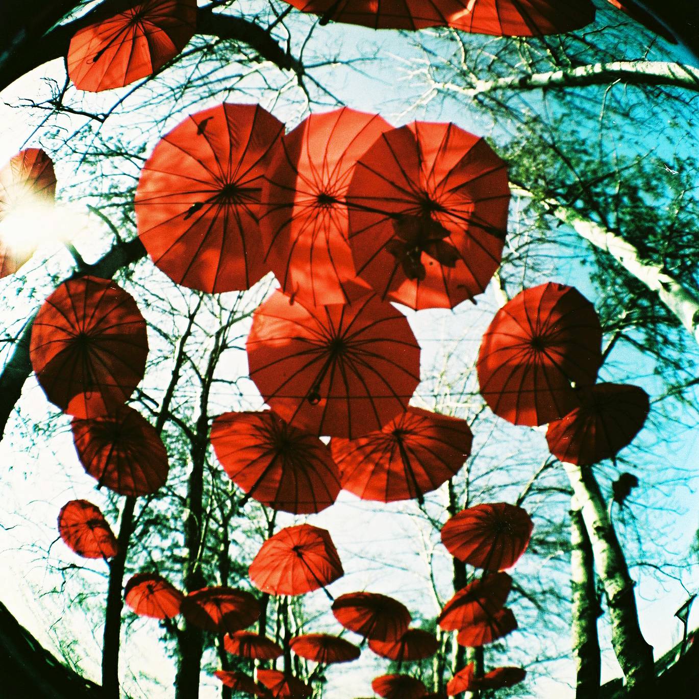 Diana F+ で撮影した私の代表作 · Lomography