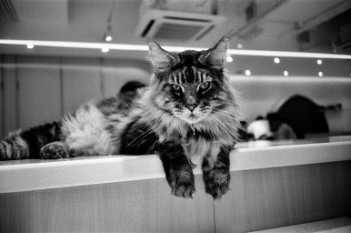 Camera: konica 現場監督 28WB · Lomography