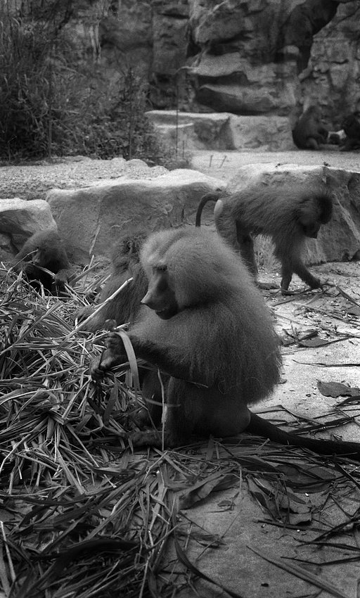 AgfaPhoto APX 400: Black-and-White Grainy Goodness
