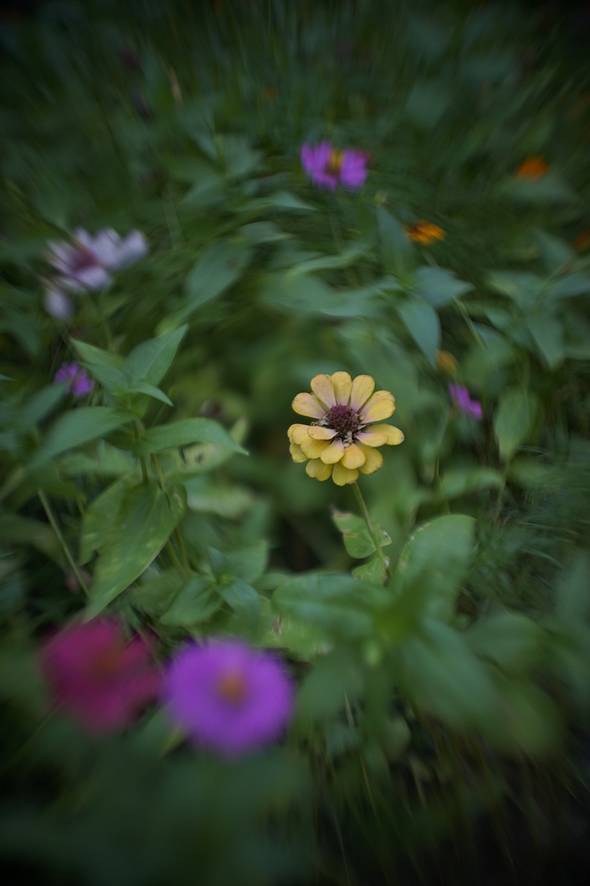 Photos by Lomography on the Joseph Petzval Métamorphose Focus-coupled Bokeh Control Art Lens