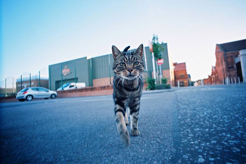 Rat's Eye View