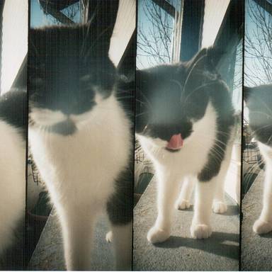 jollypics
