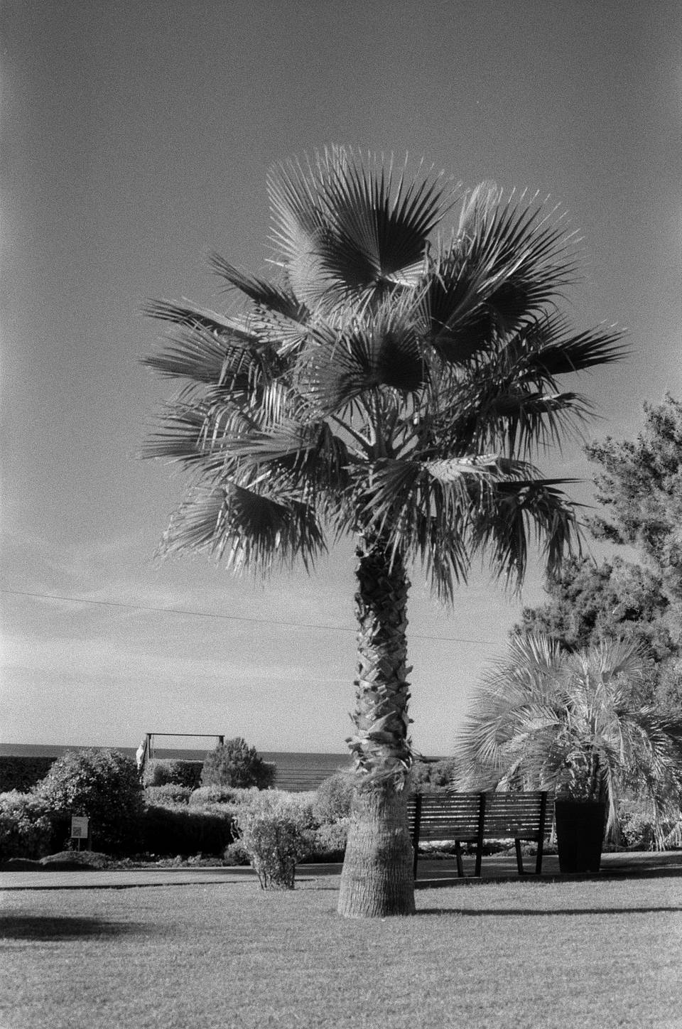 Photos by aciano | Shot with blue, green, IR, and red filters