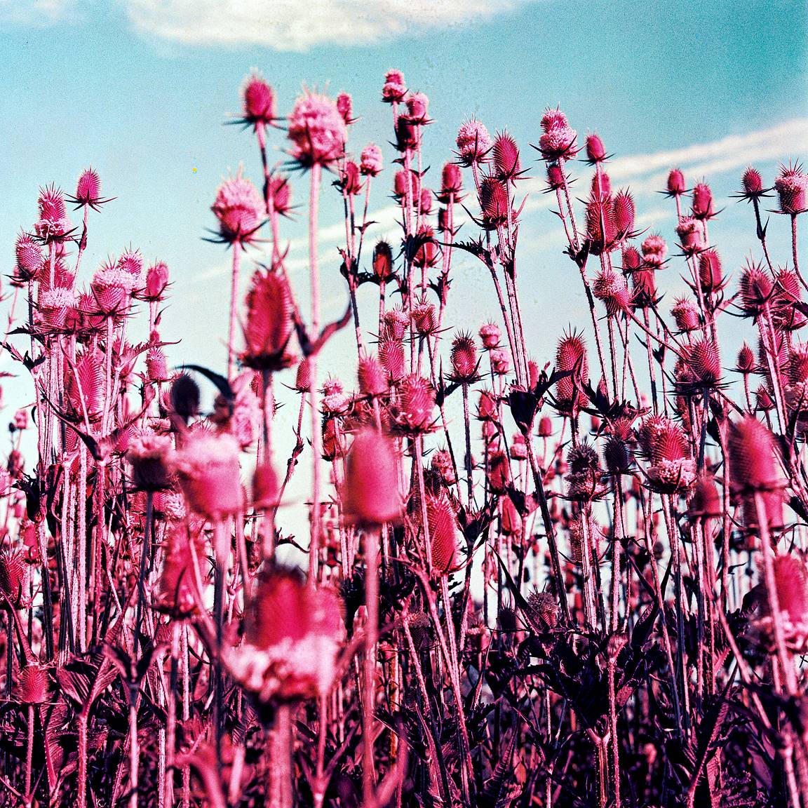 Lomography x Little Joe: Whimsical Landscapes