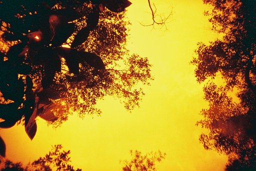 Hutan Bandar, Johor Bahru, Malaysia