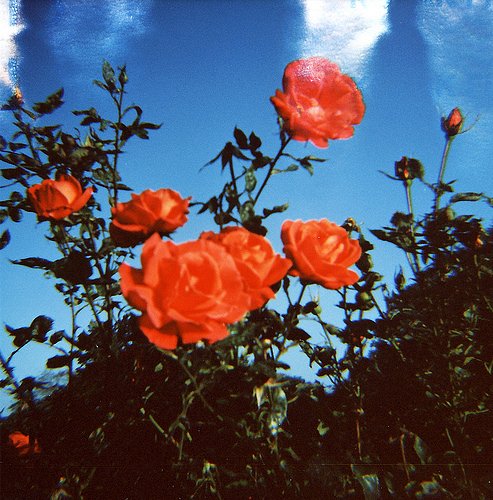 Kodak Portra 100T · Lomography Kodak Portra 100T · Lomography